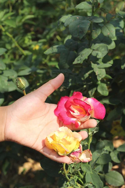 自然の中で美しいバラの花 — ストック写真