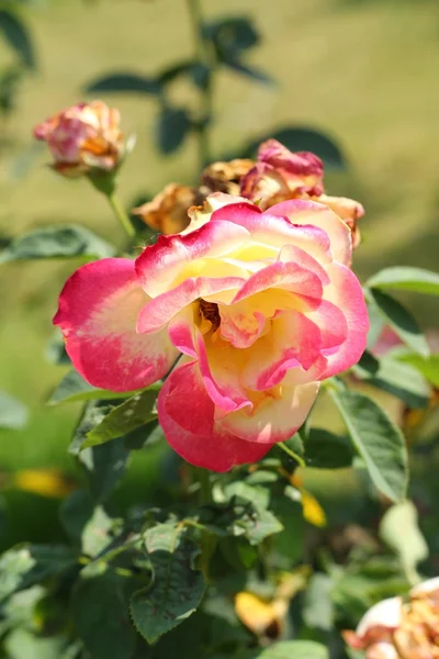 Hermosas rosas en la naturaleza — Foto de Stock