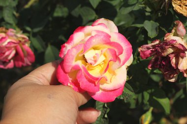 Doğada güzel güller