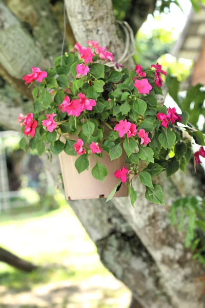 Flores de petunias rosadas en la naturaleza — Foto de Stock