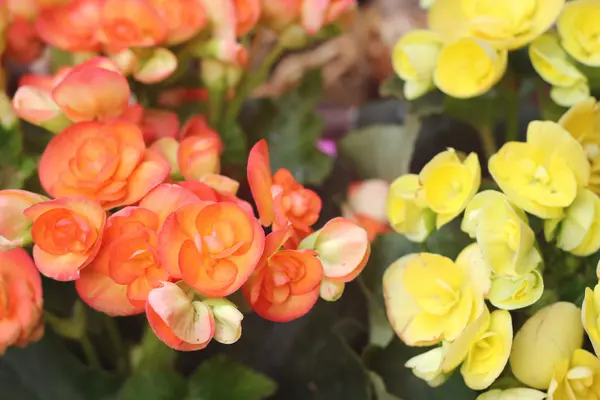 Begonia blommor i naturen — Stockfoto