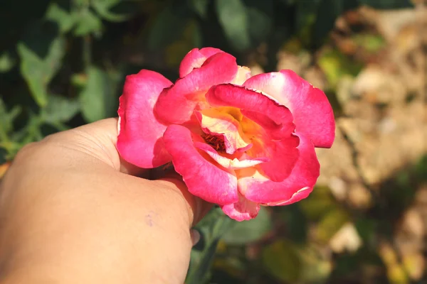 Schöne Rosen in der Natur — Stockfoto