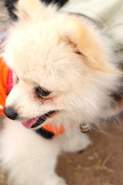 Pomeranya köpeği beyaz güzel Park.