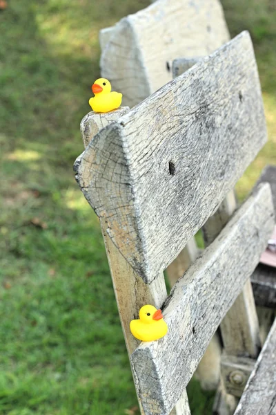 Adorável de pato de borracha amarela — Fotografia de Stock