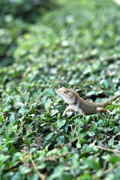 Brown thai lizard on tree — Stock Photo, Image