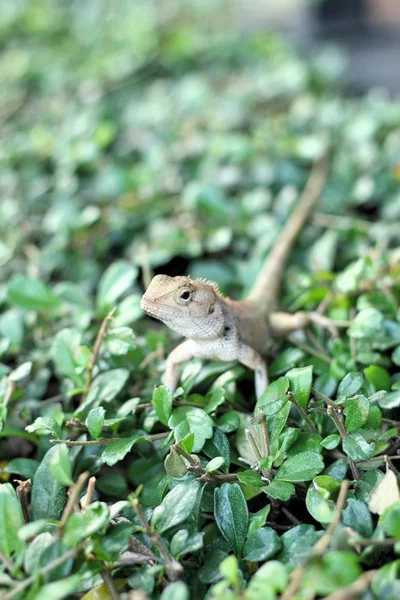 Lagarto tailandês marrom na árvore — Fotografia de Stock