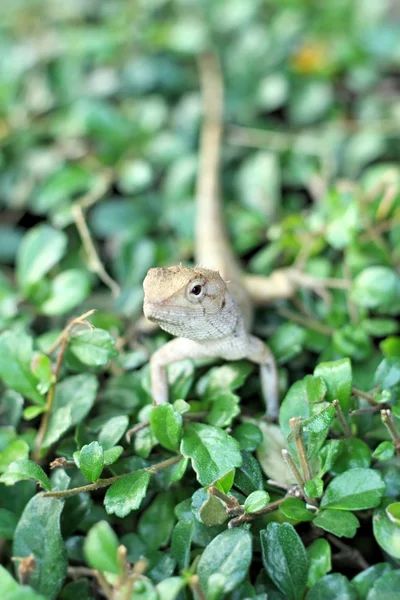 Brown thai lizard on tree — Stock Photo, Image