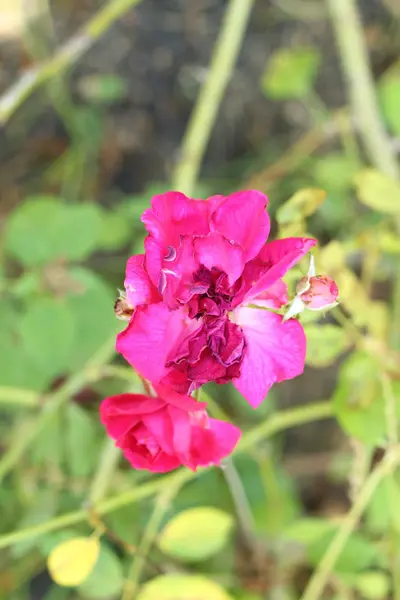 A természetben gyönyörű rózsák — Stock Fotó