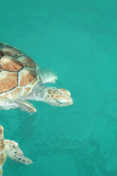 Tartaruga marinha nadando na piscina — Fotografia de Stock
