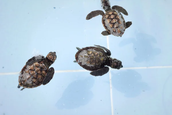 Tartaruga marinha nadando na piscina — Fotografia de Stock