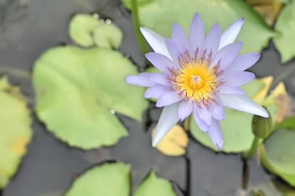 Doğada mor lotus çiçeği — Stok fotoğraf
