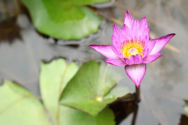 Fiore di loto rosa nella natura — Foto Stock