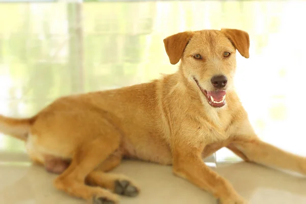 Brun hund sittande på golvet stirrar. — Stockfoto