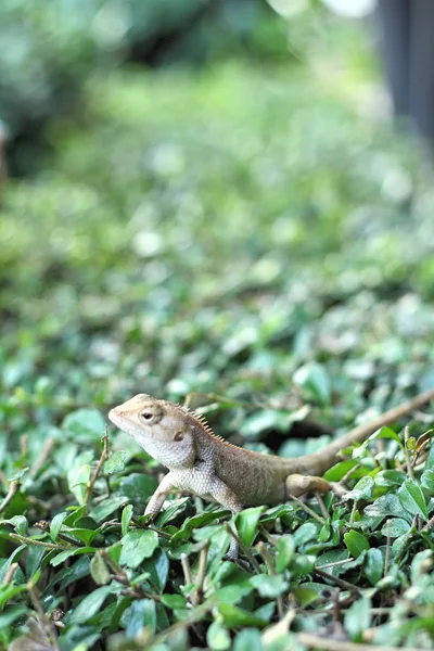Brown thai lizard on tree — Stock Photo, Image