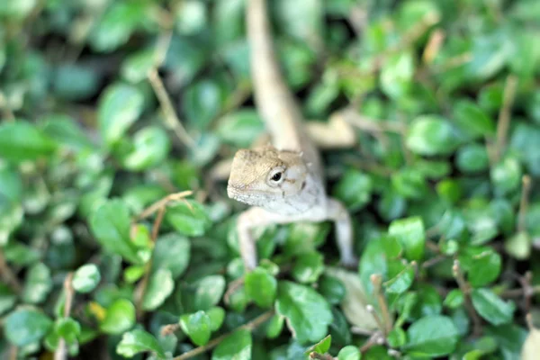 Brown thai lizard on tree — Stock Photo, Image