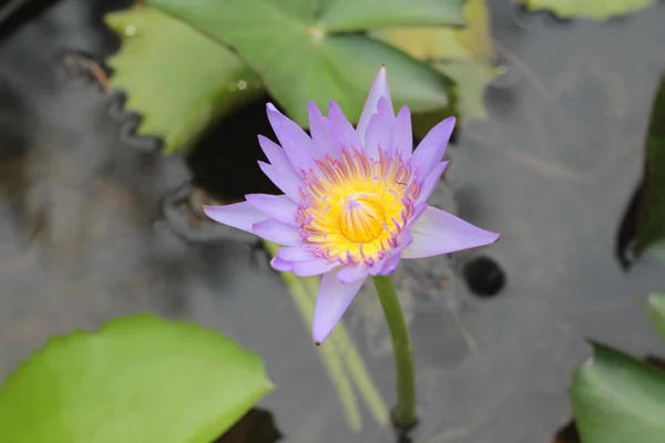 Purple lotus flower in the nature — Stock Photo, Image