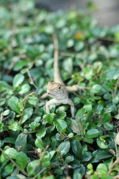 Brown thai lizard on tree — Stock Photo, Image