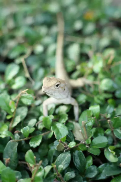 Lagarto tailandês marrom na árvore — Fotografia de Stock