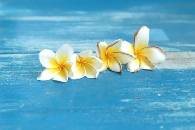 Beyaz frangipani çiçek