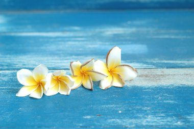 Beyaz frangipani çiçek