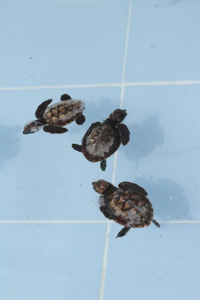 Tartaruga marinha nadando na piscina — Fotografia de Stock