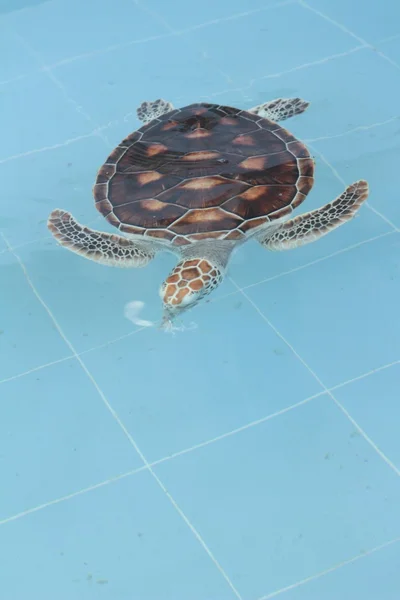 Tartaruga marinha nadando na piscina — Fotografia de Stock