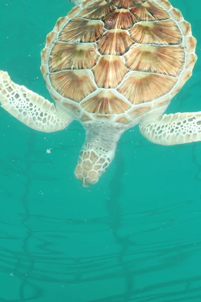 Tartaruga marinha nadando na piscina — Fotografia de Stock