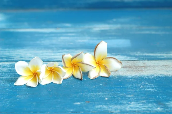 Fiore Frangipani bianco — Foto Stock