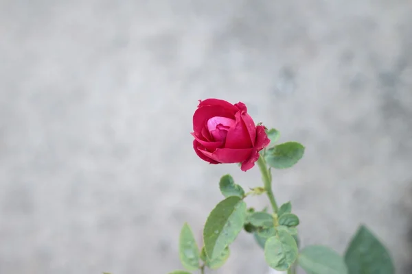 Rosas vintage belleza con la naturaleza — Foto de Stock