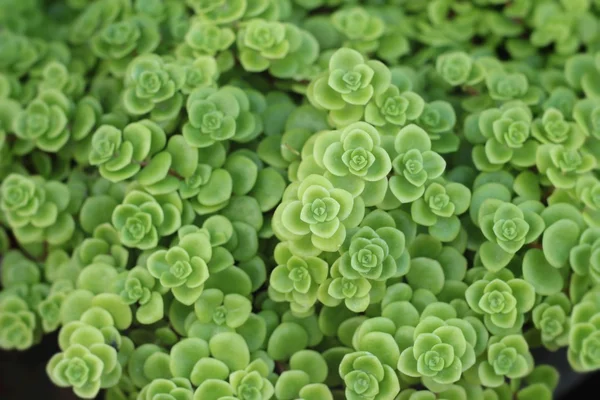 yanan katy - doğa ile yeşil eğreltiotu