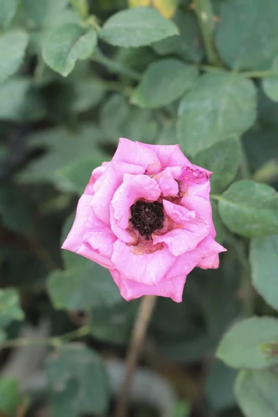 Винтажные розы красота с природой — стоковое фото