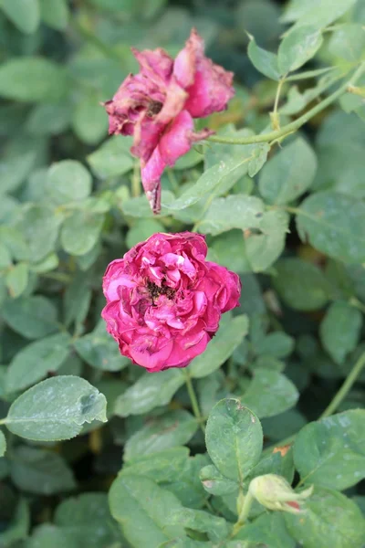 Винтажные розы красота с природой — стоковое фото