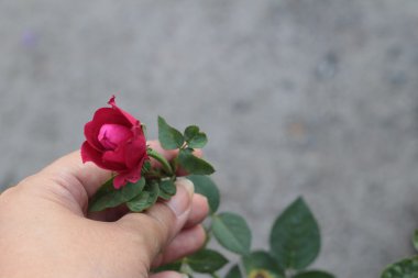 Vintage gül güzellik doğa ile