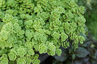 yanan katy - doğa ile yeşil eğreltiotu