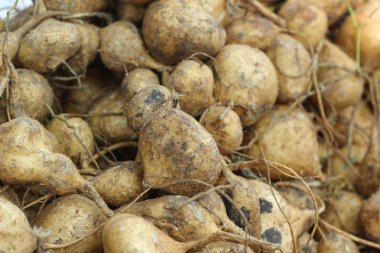 manyok, Yam fasulyesi içinde belgili tanımlık çarşı