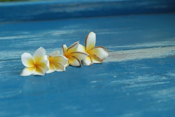 Fiore Frangipani bianco — Foto Stock