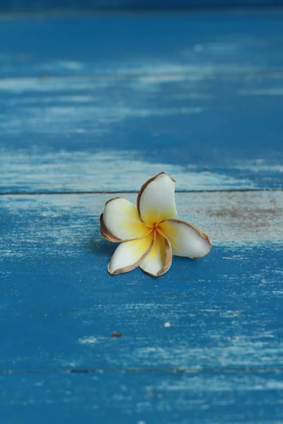 Vit frangipani blomma — Stockfoto