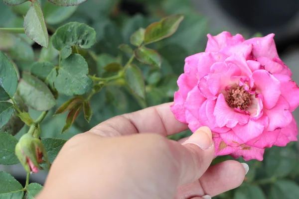 Rosas vintage belleza con la naturaleza —  Fotos de Stock