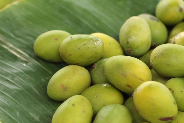 Mangofrucht — Stockfoto