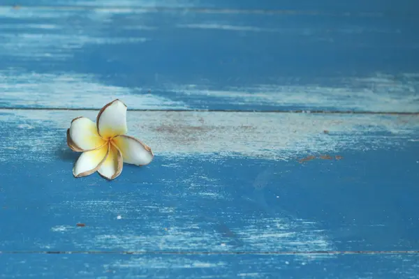 Vit frangipani blomma — Stockfoto