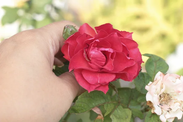 Vintage rosor skönhet med naturen — Stockfoto