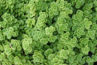 yanan katy - doğa ile yeşil eğreltiotu