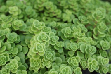 yanan katy - doğa ile yeşil eğreltiotu