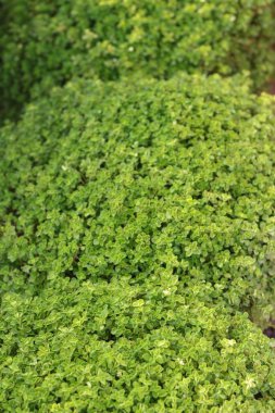 Fern doğa ile yeşil