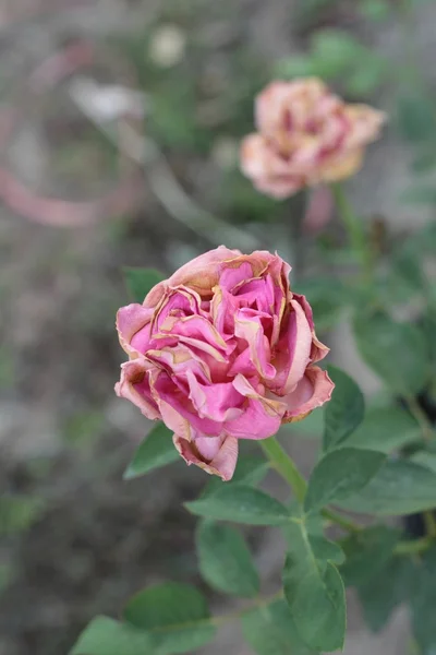 复古玫瑰美丽与自然 — 图库照片