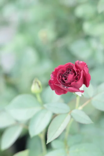 Vintage roses beauty with the nature — Stock Photo, Image