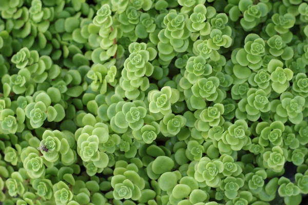 Katy fiammeggiante - felce verde con la natura — Foto Stock