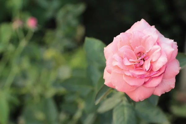 Vintage rozen schoonheid met de natuur — Stockfoto