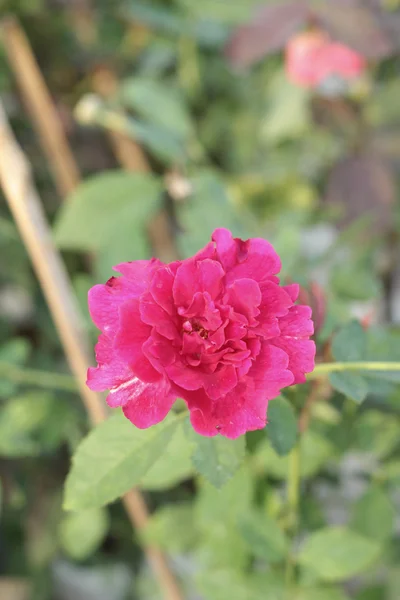 Vintage rose bellezza con la natura — Foto Stock