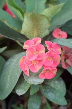 Atatürk milii çiçek doğa ile